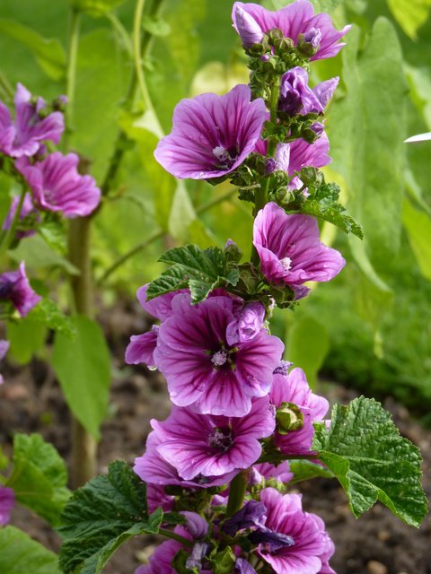 Malva sylvestris 'Brave Heart' fleur